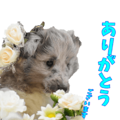 [LINEスタンプ] シェルティ ネオのスタンプ(パピー編)