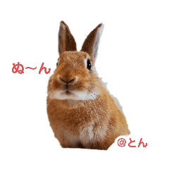 [LINEスタンプ] ラブとんちゃん