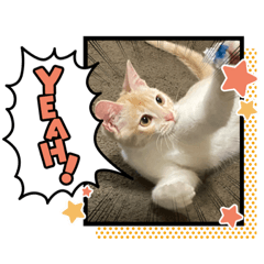[LINEスタンプ] マンチカン足長のきなこ