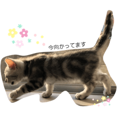 [LINEスタンプ] ジィルスタンプ