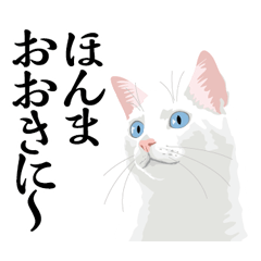 [LINEスタンプ] 京都弁を喋る白猫