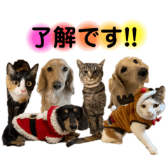 [LINEスタンプ] lou.cookie.caramel.sora.saku.ran
