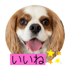 [LINEスタンプ] キャバリア♡オリバー4歳