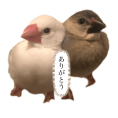 [LINEスタンプ] ピッピとチッチ