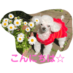 [LINEスタンプ] とむはうすの家族