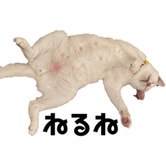 [LINEスタンプ] おれ、かつお