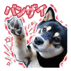 [LINEスタンプ] 黒柴犬の♡あいさつ♡スタンプ01