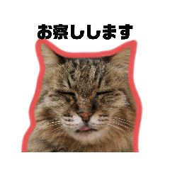 [LINEスタンプ] Familiaの猫スタンプ②