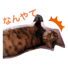 [LINEスタンプ] ニャンだー