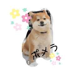 [LINEスタンプ] ポメラの日常