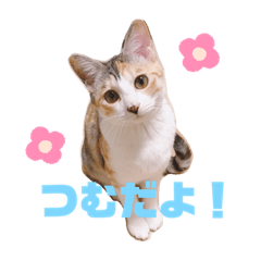 [LINEスタンプ] 紡(つむぎ) ver.1