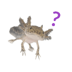 [LINEスタンプ] メキシコサラマンダァァ