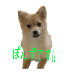 [LINEスタンプ] ぽんずのスタンプno.1