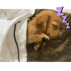 [LINEスタンプ] あざと可愛い犬 くぅちゃんの日常
