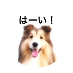 [LINEスタンプ] シェルティ♡サラ 2