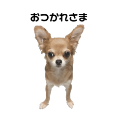 [LINEスタンプ] チワワのチェリーちゃん①