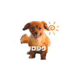 [LINEスタンプ] チワックスのチビと柴犬のコロ