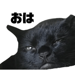 [LINEスタンプ] 猫らしくしてくれ