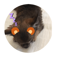 [LINEスタンプ] りん様ダゾ‼️