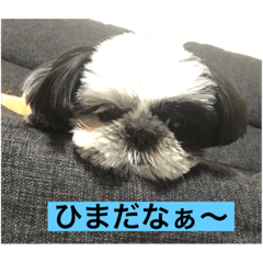 [LINEスタンプ] シーズー犬くーちゃん①