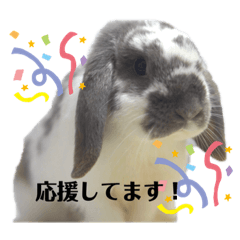 [LINEスタンプ] うさぎのスタンプ シナ＆オレオ