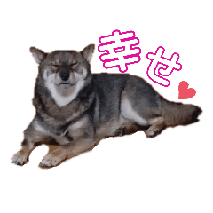 [LINEスタンプ] 【毎日使える】胡麻柴スタンプ【柴犬】