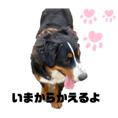 [LINEスタンプ] わんわんみかんスタンプ