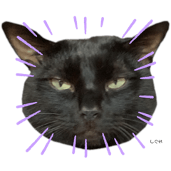 [LINEスタンプ] 黒猫しぐれ2