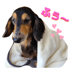 [LINEスタンプ] ひめとチャーリーの日常スタンプ♪