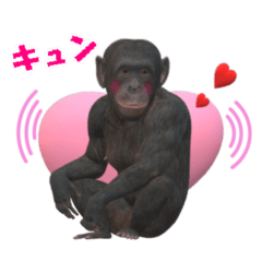 [LINEスタンプ] チンパンジーの感情2の画像（メイン）