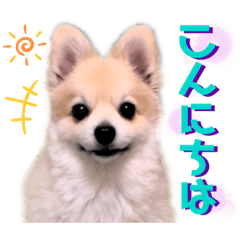 [LINEスタンプ] ポメラニアン彩助(さすけ)2