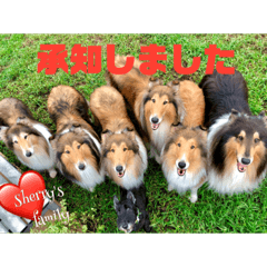 [LINEスタンプ] 可愛いラフコリー❤️Vol.5