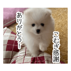 [LINEスタンプ] こむぎたんスタンプなのだ