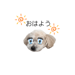 [LINEスタンプ] トイプードルのころんスタンプ