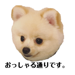 [LINEスタンプ] アンディの毎日使えるスタンプ小言。