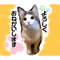 [LINEスタンプ] 森猫おはぎ〜その2〜