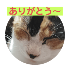 [LINEスタンプ] 琥珀堂の日常つぶやきスタンプ
