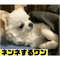 [LINEスタンプ] 耳垂れチワワちゃん②