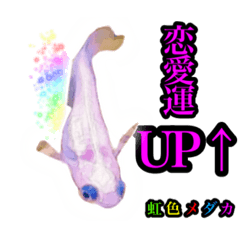 [LINEスタンプ] 「開運！虹色メダカスタンプ」