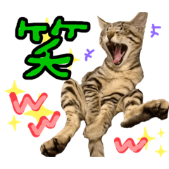 [LINEスタンプ] にゃん達！！第3弾！！