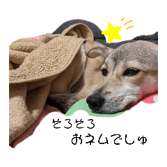 [LINEスタンプ] 保護犬めるのワンだふるスタンプ♡