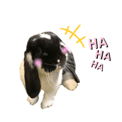 [LINEスタンプ] うさぎのトワくん－普段使えるメッセージ