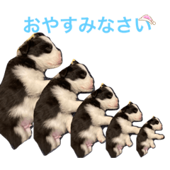 [LINEスタンプ] ボーダーコリー子犬⓵