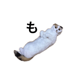 [LINEスタンプ] あんもさん