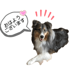 [LINEスタンプ] シェルティなベティ