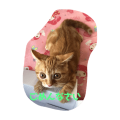 [LINEスタンプ] 大好きなニャン