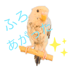 [LINEスタンプ] うちのインコ。