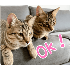 [LINEスタンプ] ミックとフックのスタンプ