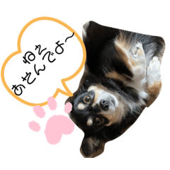 [LINEスタンプ] チワワの毎日①