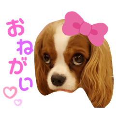 [LINEスタンプ] キャバリアファミリー